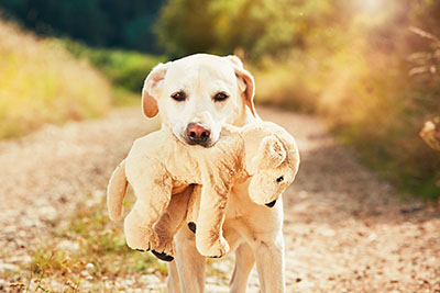 cremazione animali